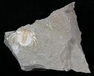 Unusual Kettneraspis Trilobite - Timrzit, Morocco #18845-1